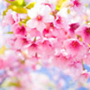 Meet your Posher, Clara